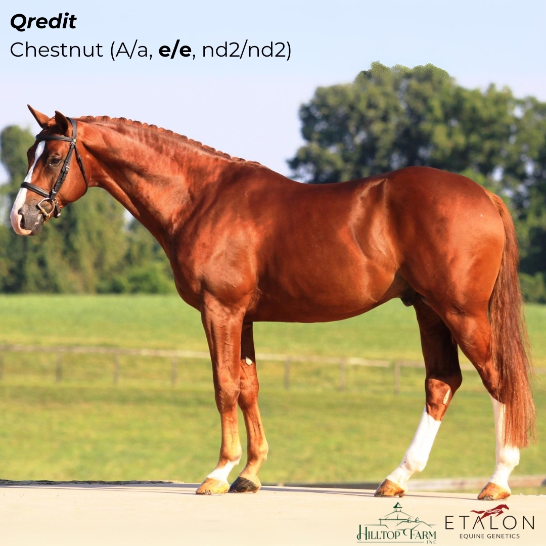 Top 10 Horse Colors A Visual Guide To Equine Genetics