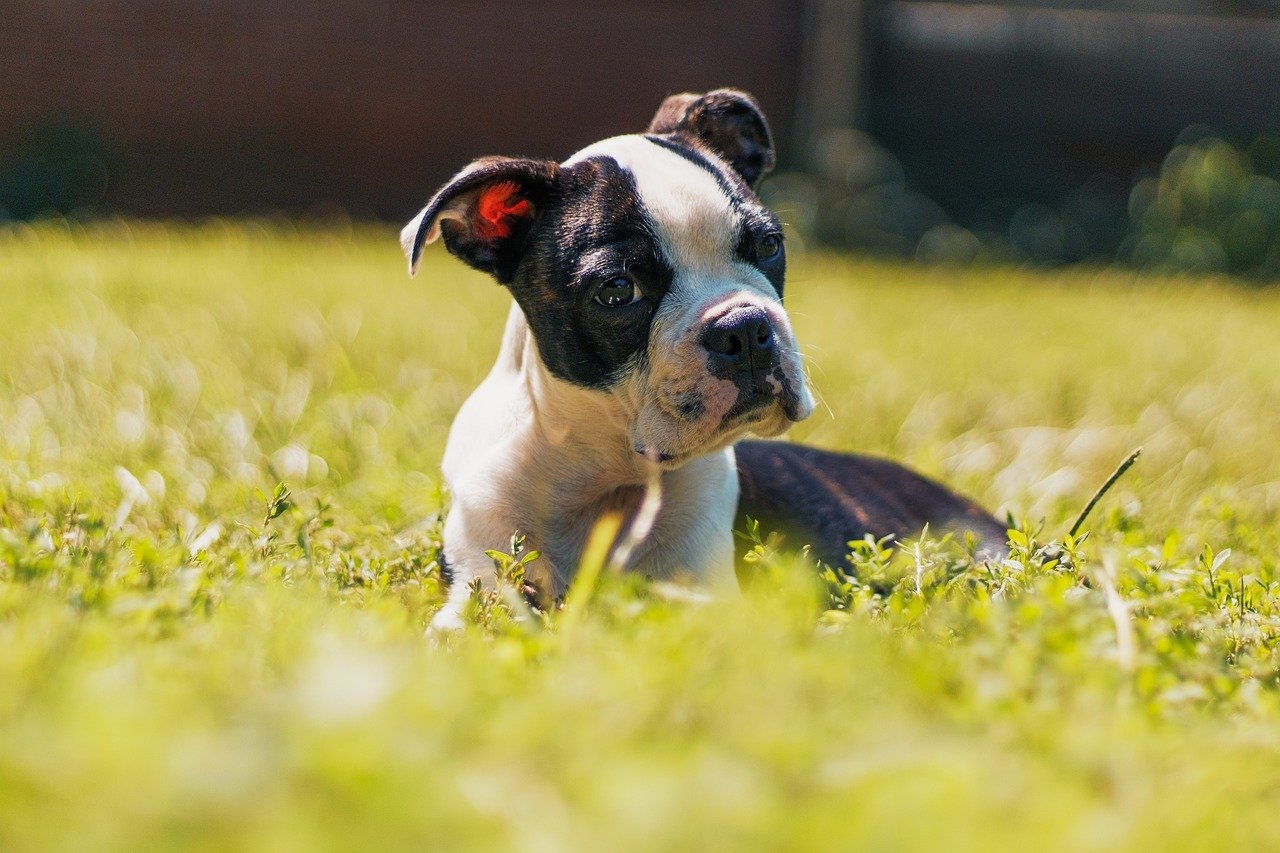 black and white color dog