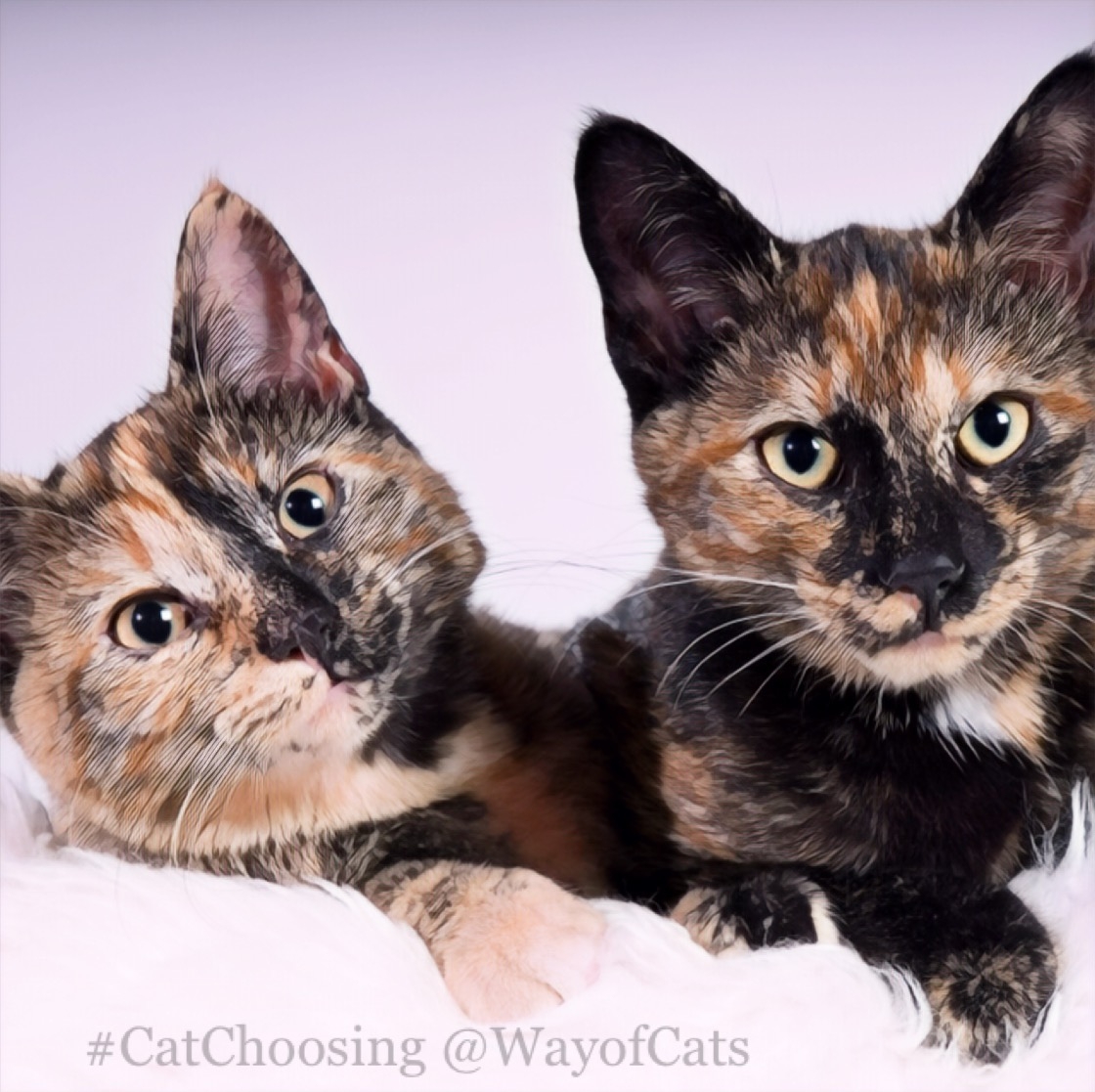 tri colored cat