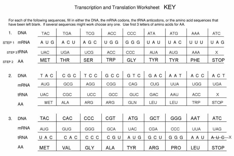 Transcription And Translation Worksheet Study Notes Genetics