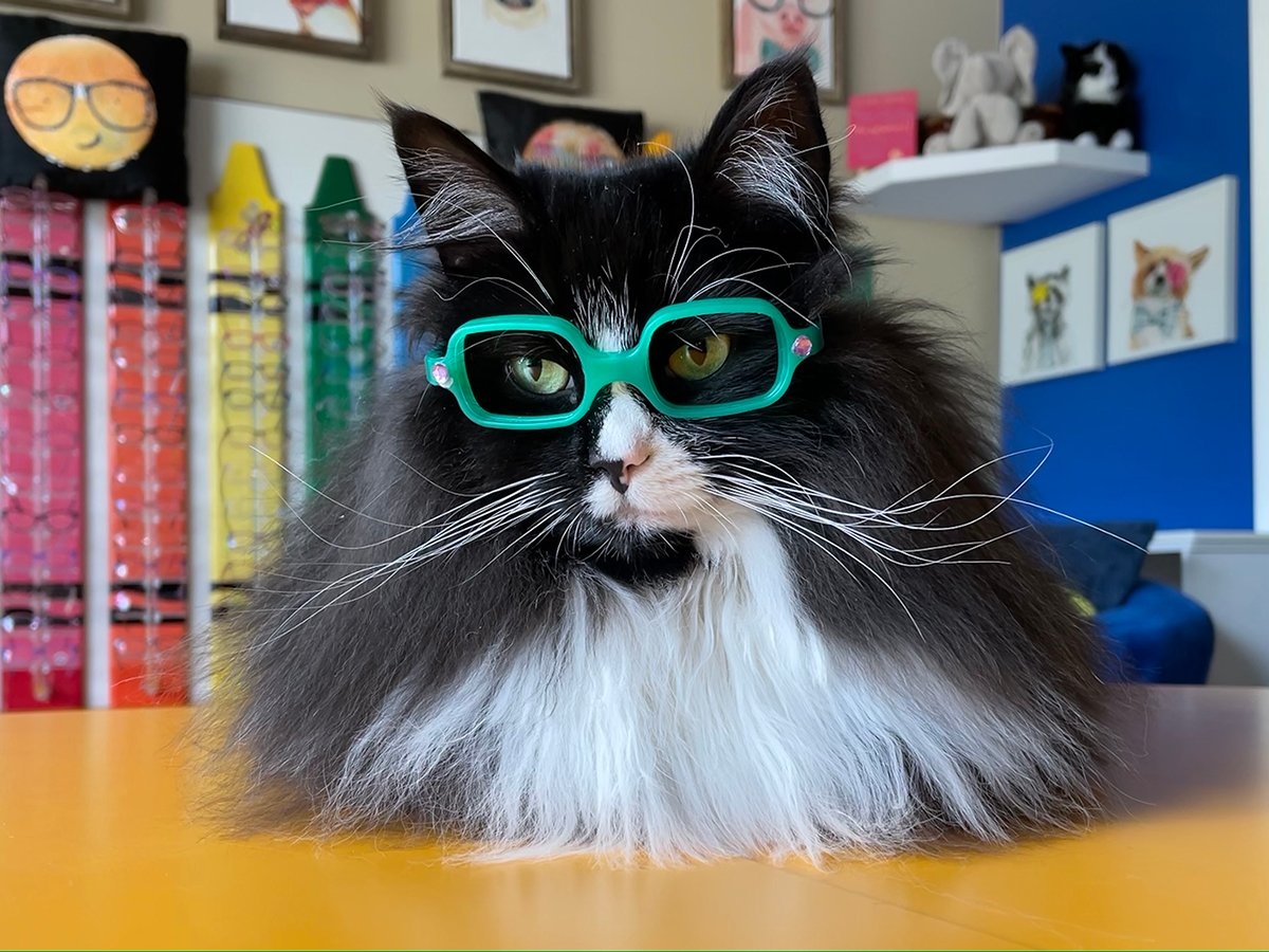Truffles The Cat Conquers Her Colorblindness With Special Glasses The Dog People By Rover