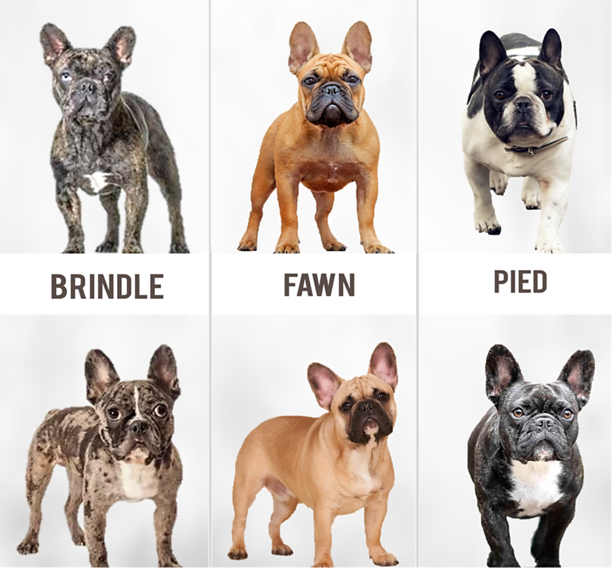 Types Of French Bulldog Coat And Color Varieties HubPages