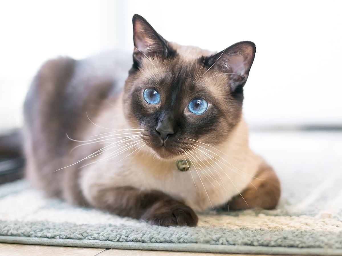 Types Of Siamese Cats For You To Consider Learn More Spot Pet Insurance Canada