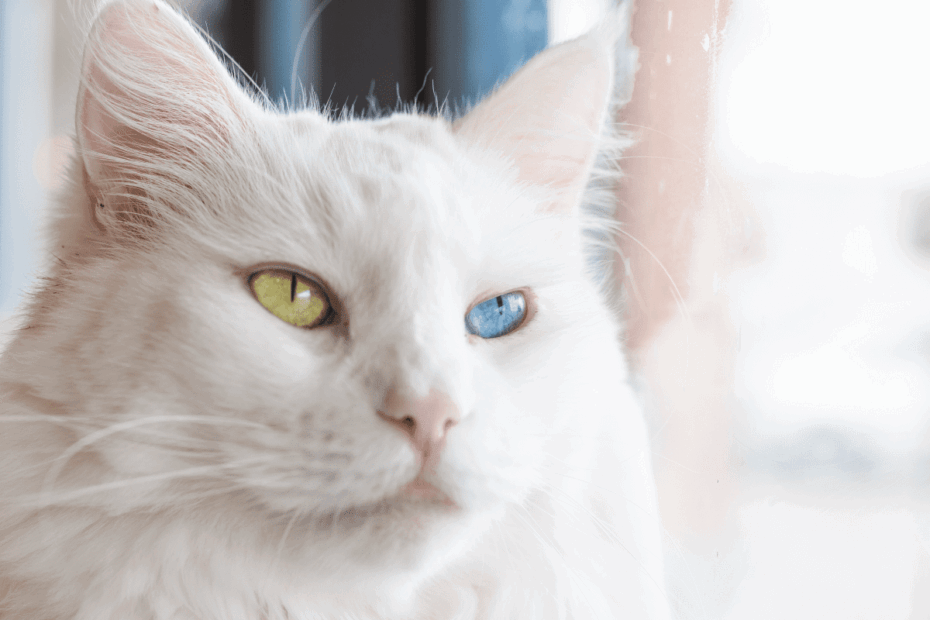 Understanding Cats With Different Colored Eyes Cat Tree UK