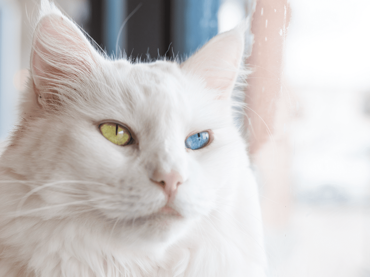 when do cats eyes change color
