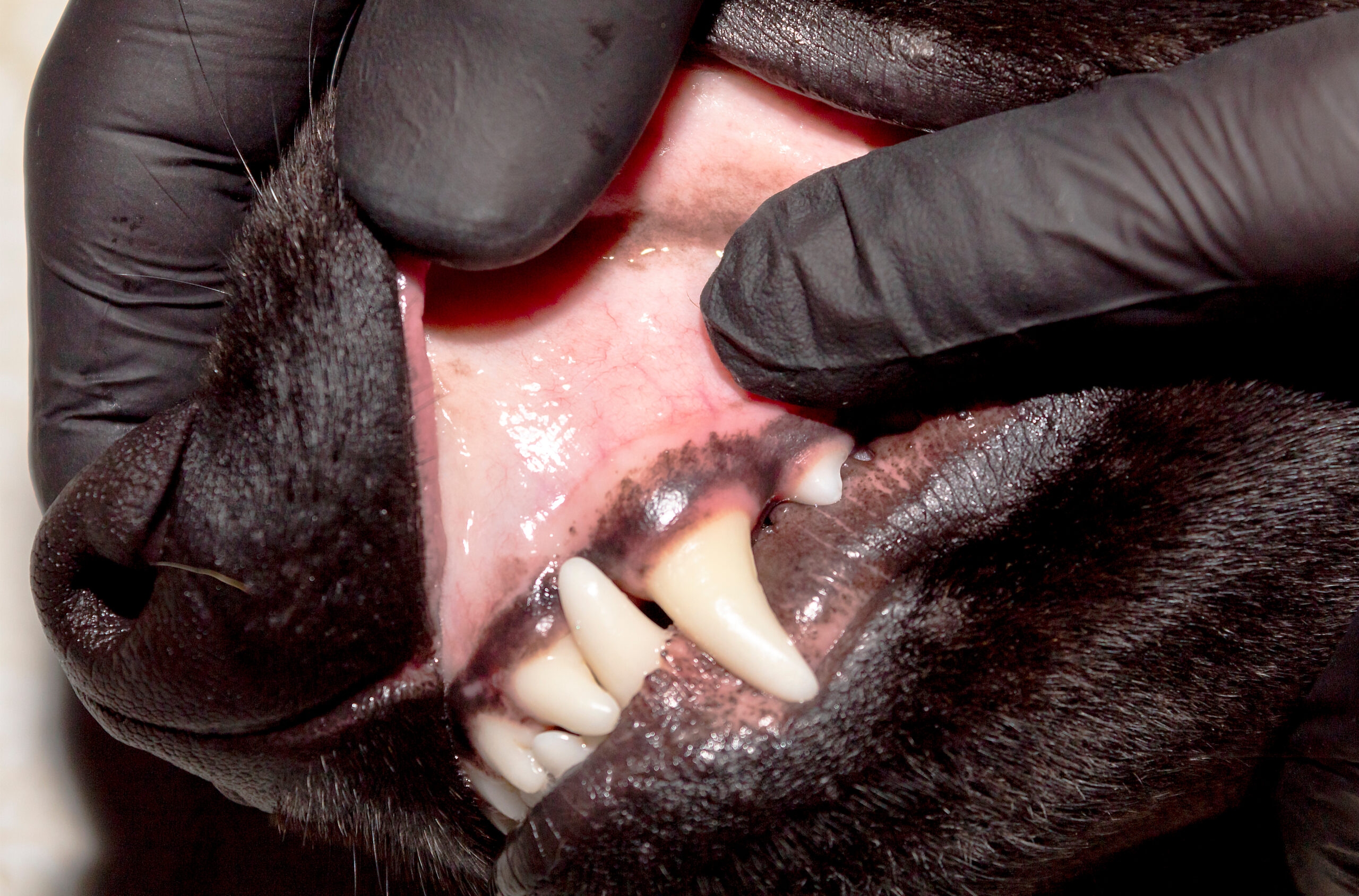 Understanding Pale Gums In Dogs Veazie Veterinary Clinic