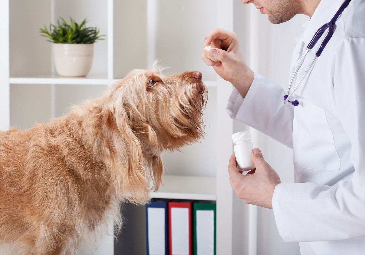 Veterinary Parasite Prevention In Cedar City UT Color Country Animal Hospital