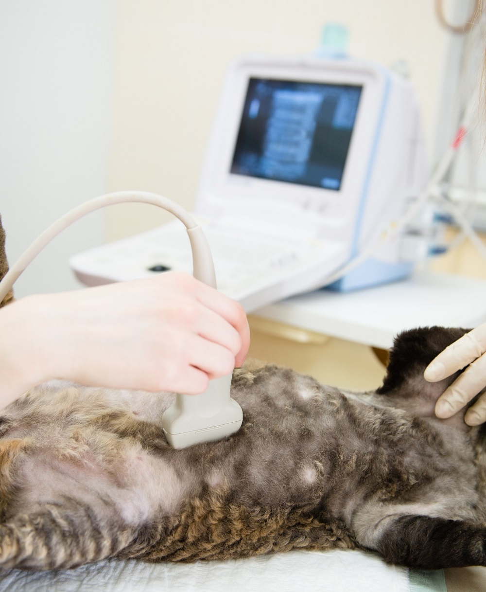 Veterinary Ultrasound In Cedar City UT Color Country Animal Hospital