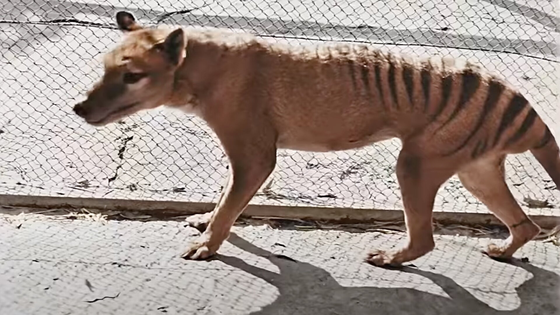 Watch Colorized 88 Year Old Footage Of An Extinct Tasmanian Tiger GeekTyrant