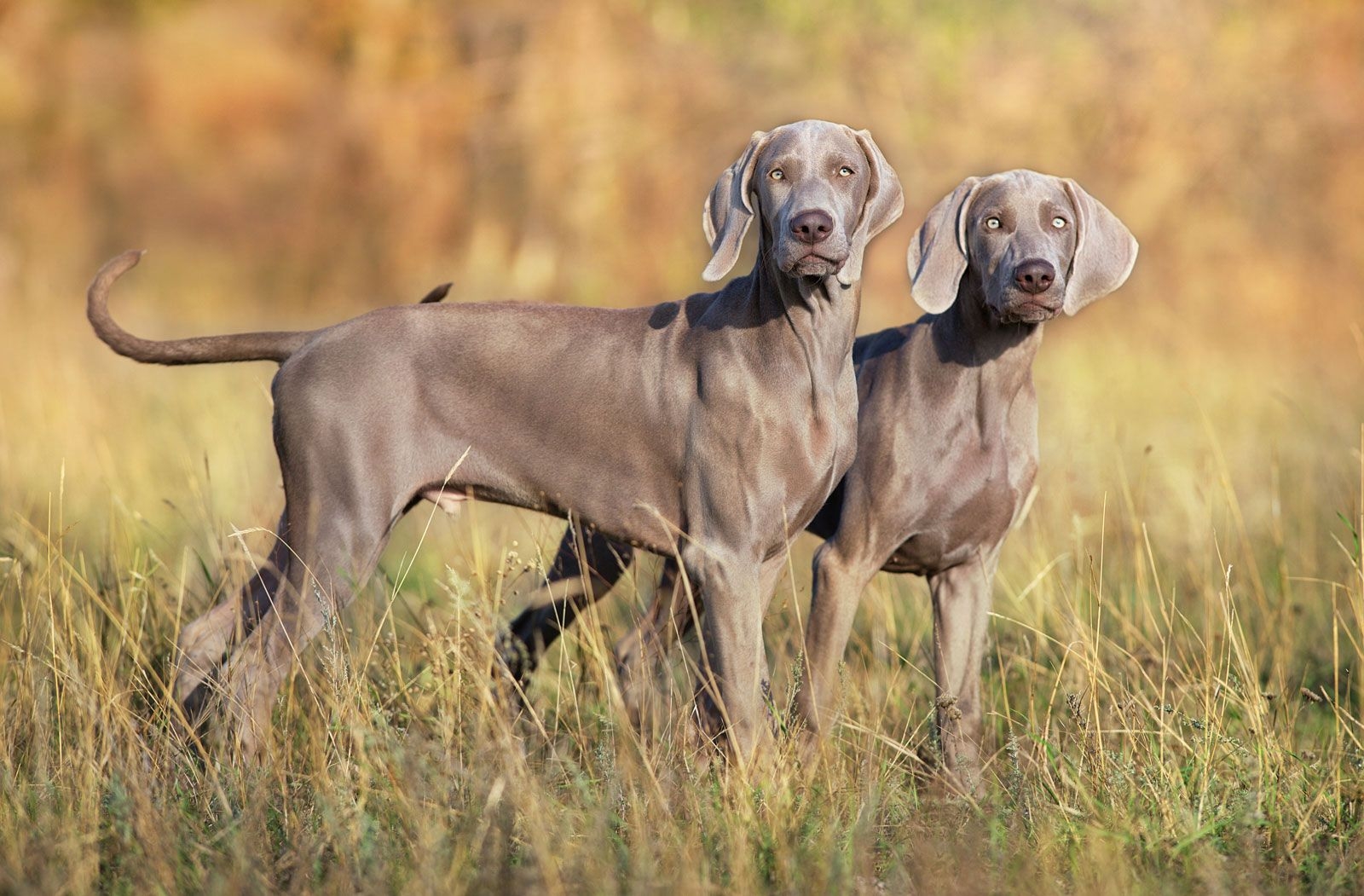 Weimaraner Hunting Size U0026 Characteristics Britannica