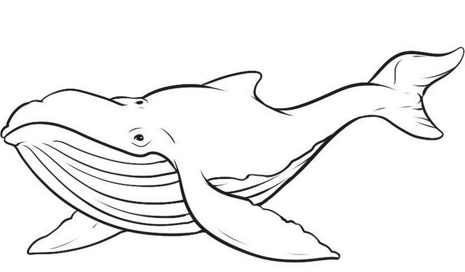 Whale 865 Animals Free Printable Coloring Pages