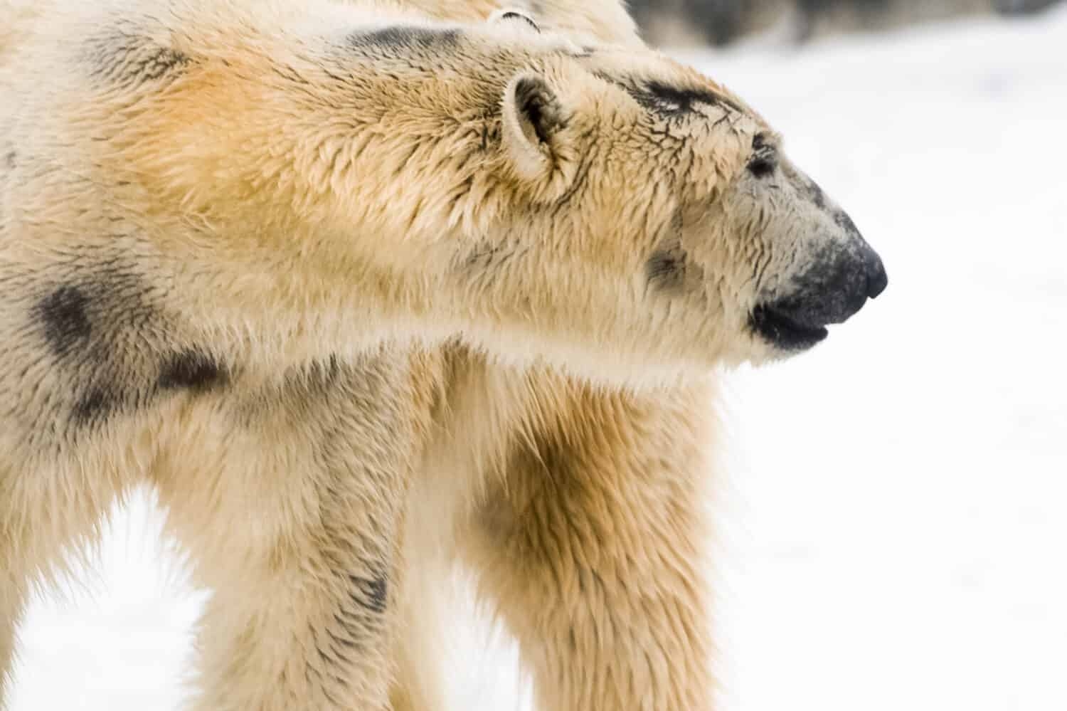color polar bear skin