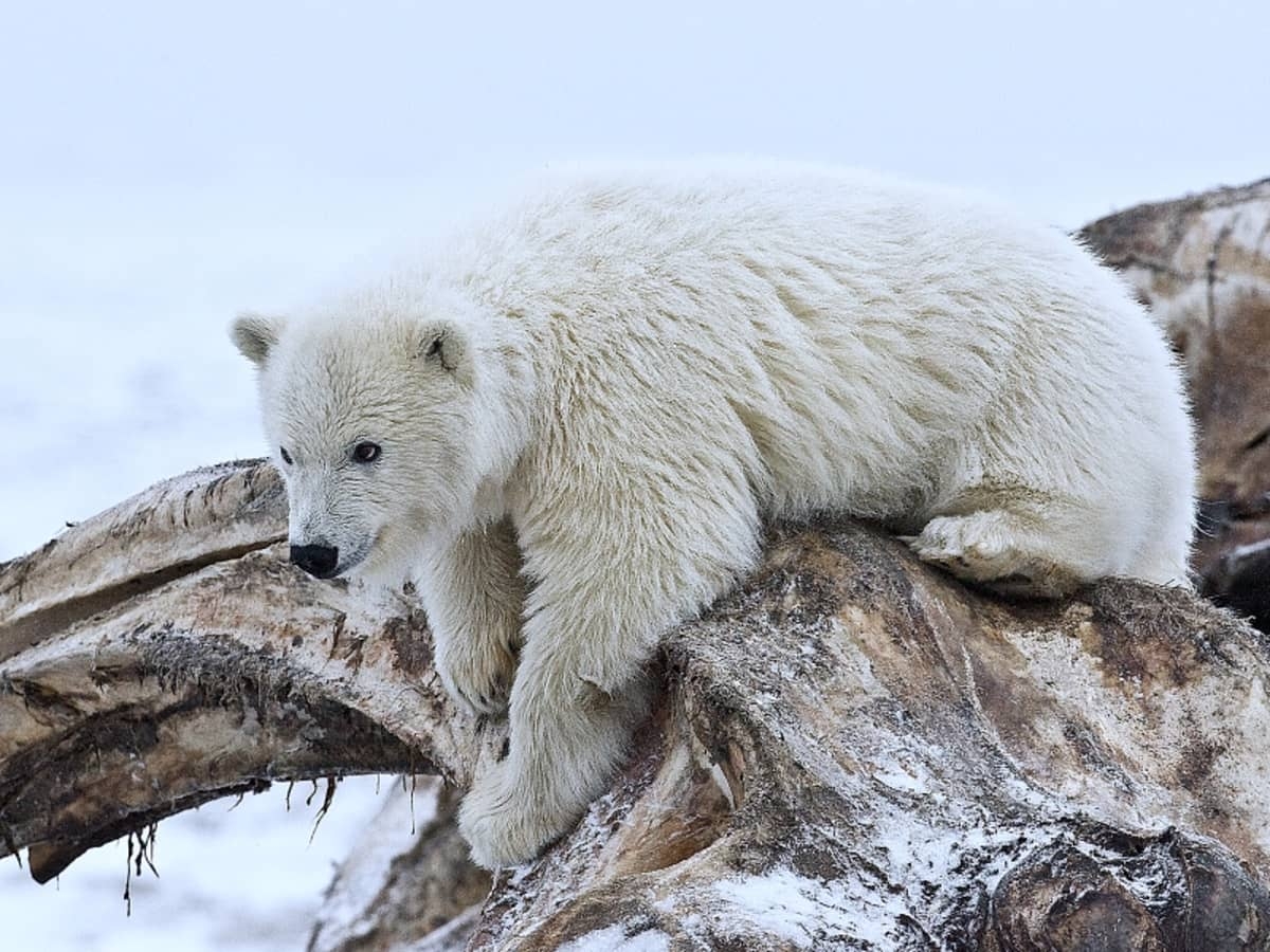 What Color Is A Polar Bear s Fur HubPages
