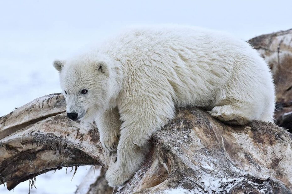 What Color Is A Polar Bear s Fur HubPages