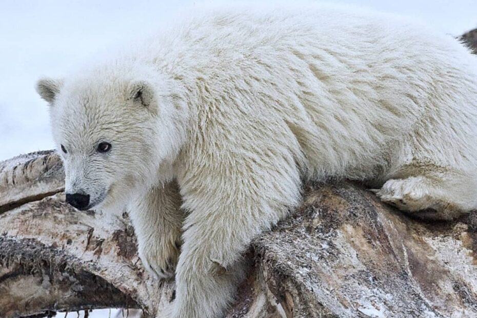 What Color Is A Polar Bear s Fur HubPages