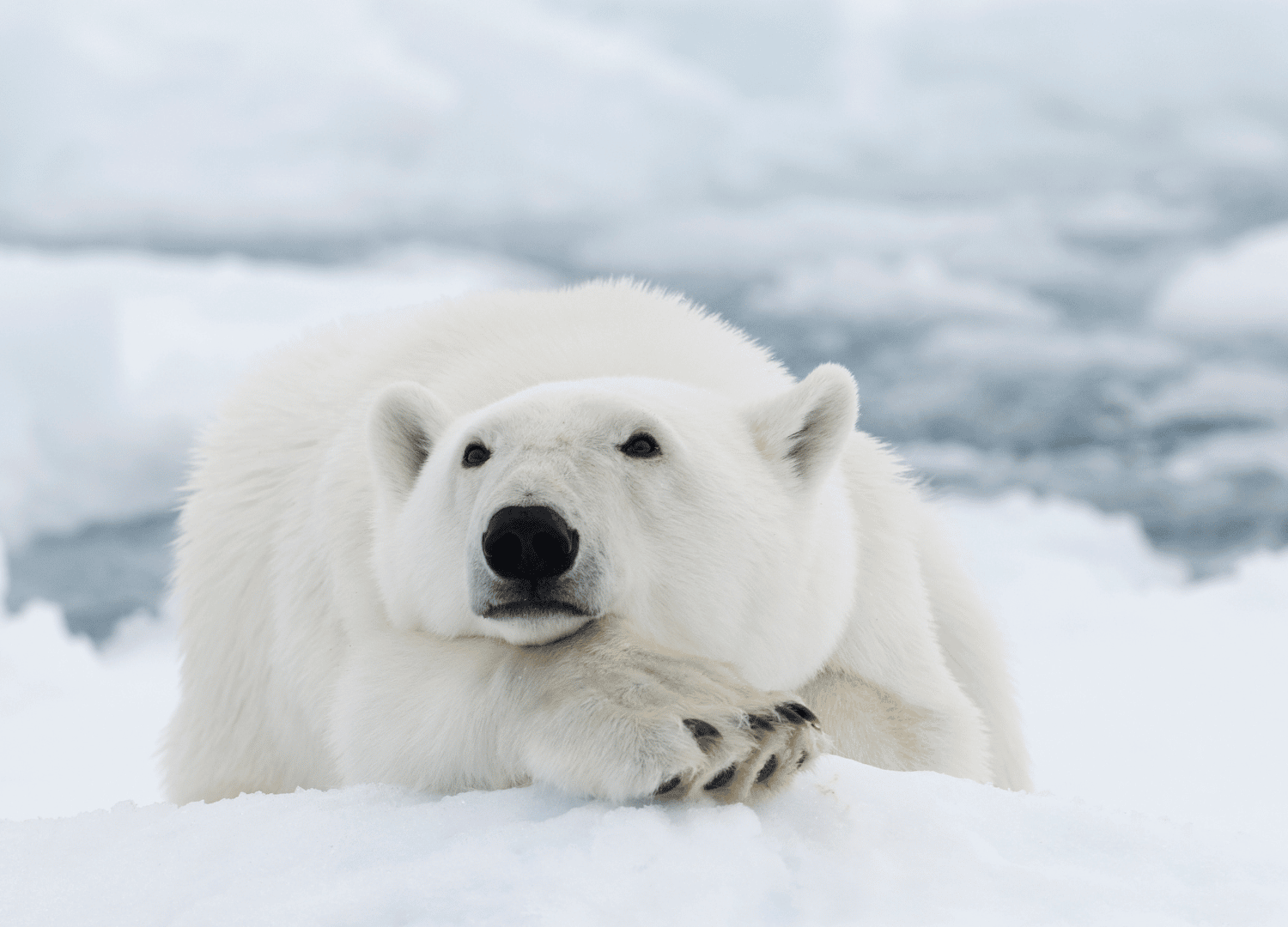 What Color Is Polar Bear s Skin Main Characteristics