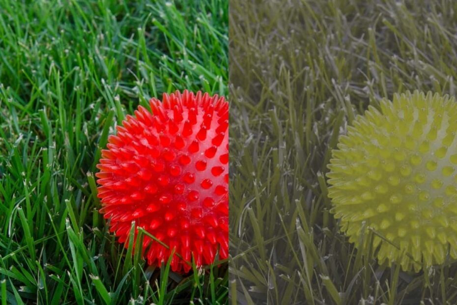 What Colors Can Dogs See DogNerdly