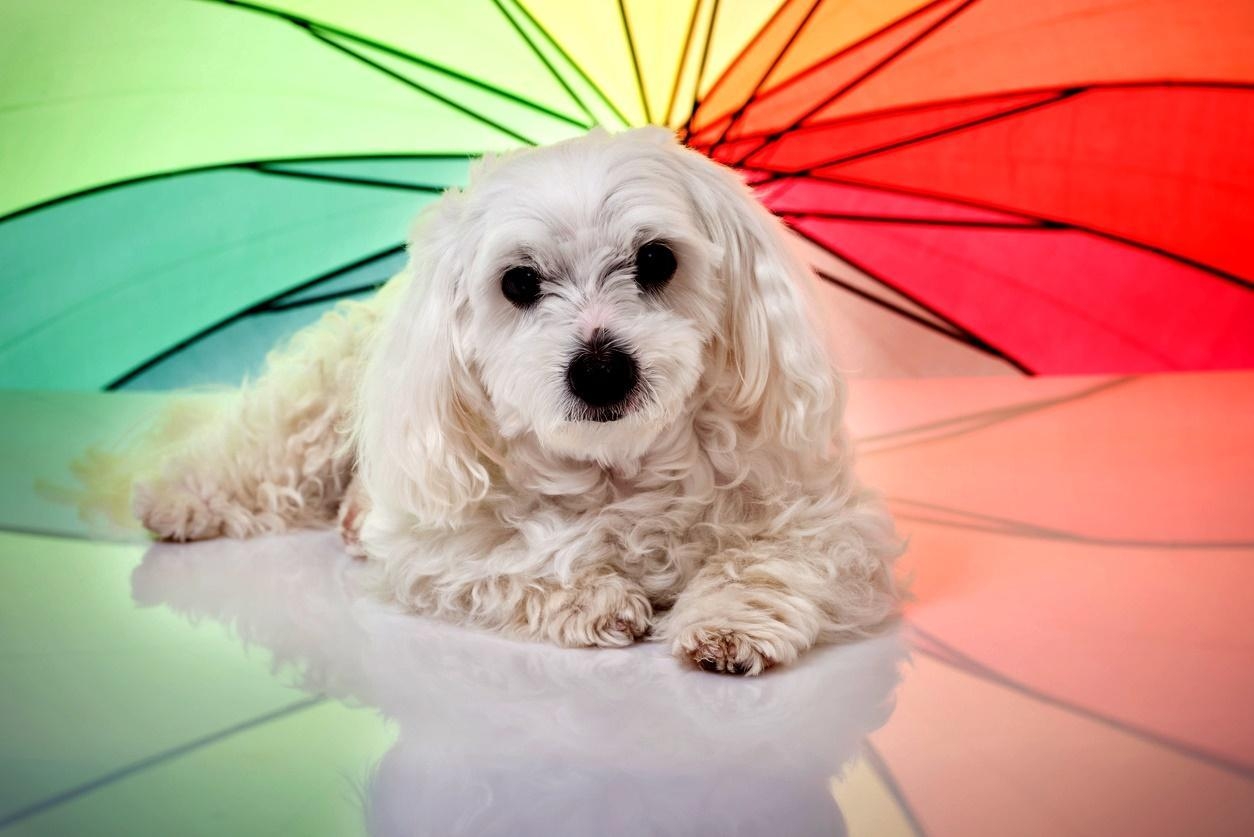 What Colors Can Dogs See Find Out Here 