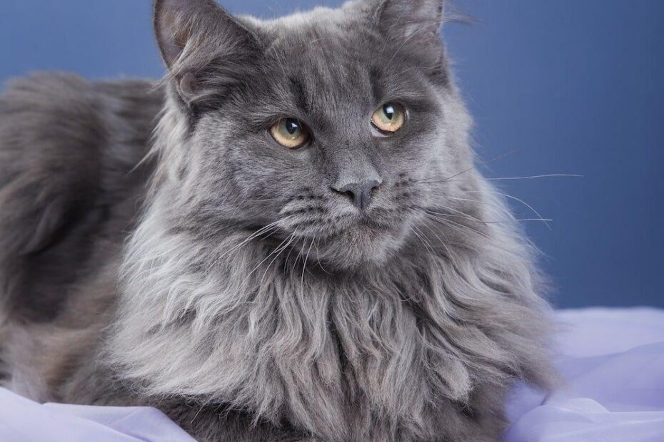 What Colors Can Maine Coon Cats Be All Maine Coon Colors
