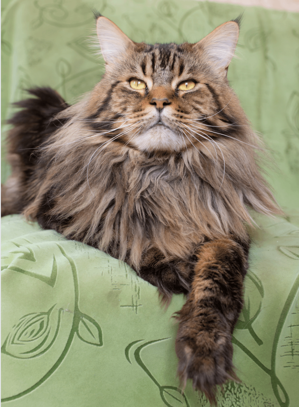 main coon cat colors