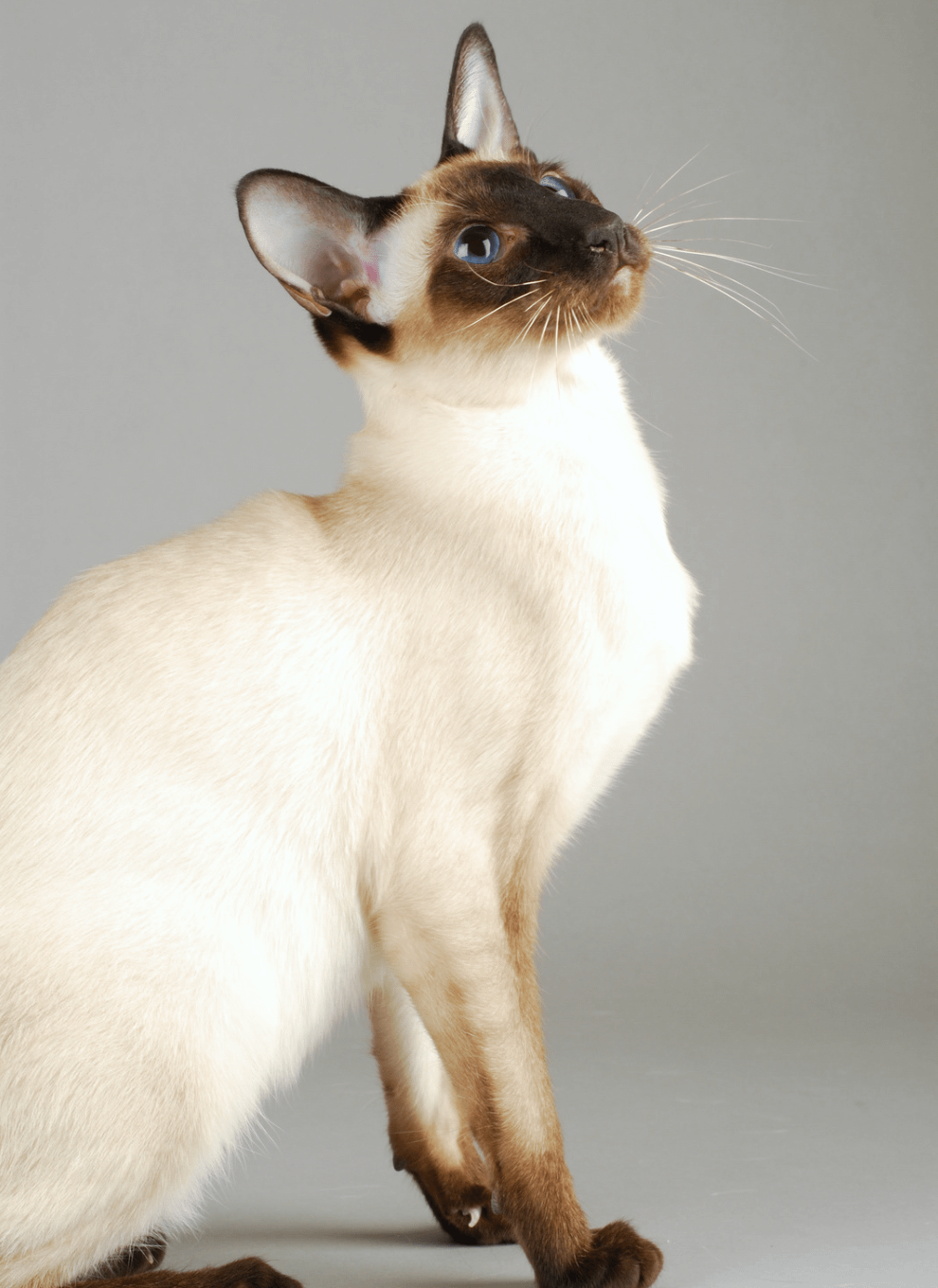 cat siamese colors