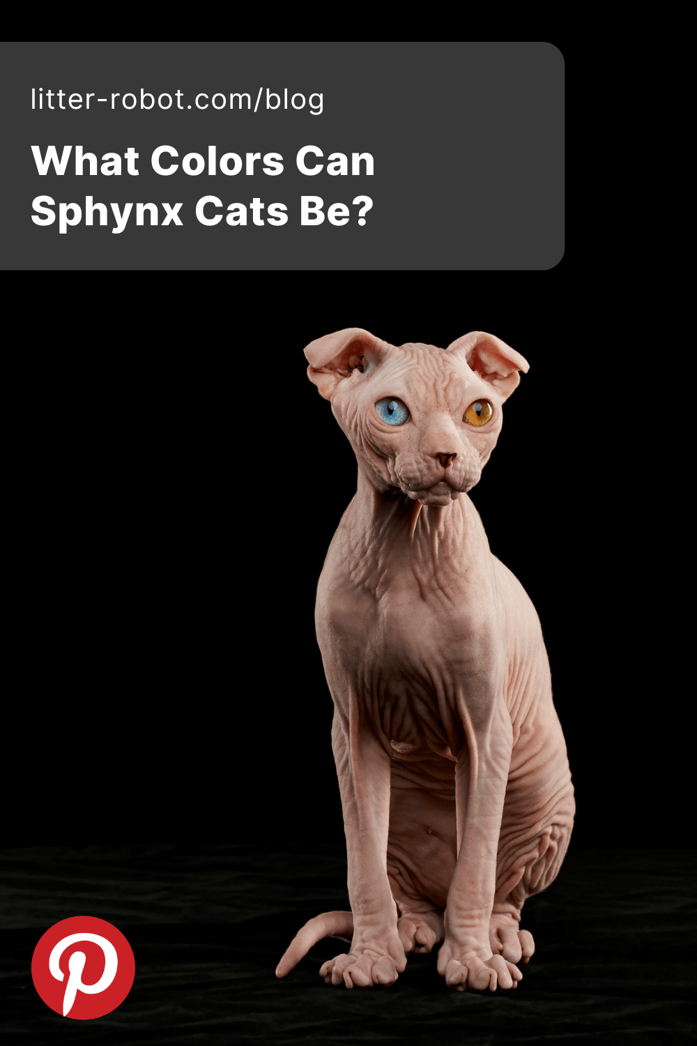 What Colors Can Sphynx Cats Be Litter Robot