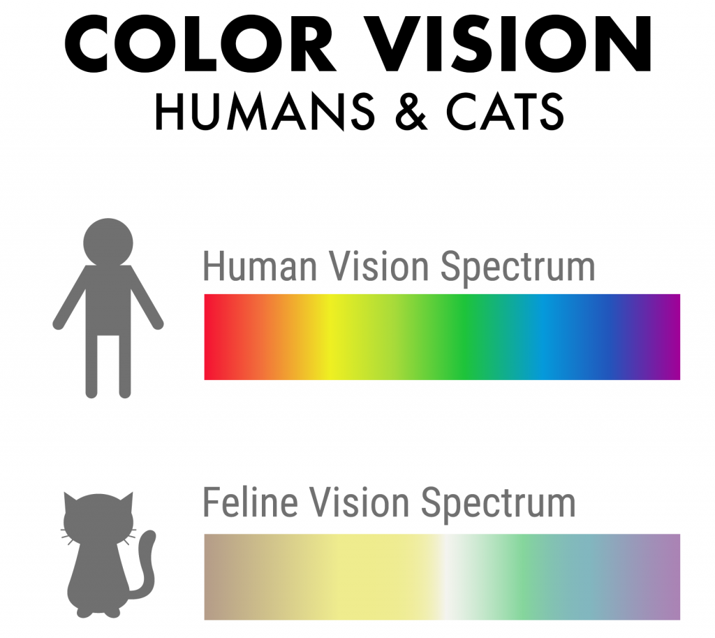 color vision in cats