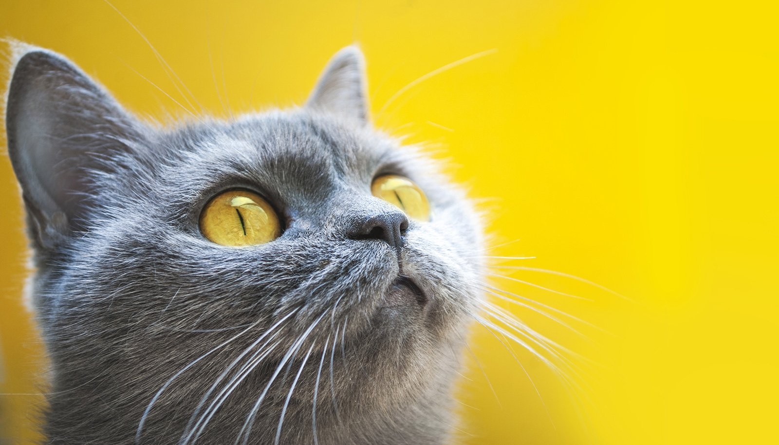 cats color meaning