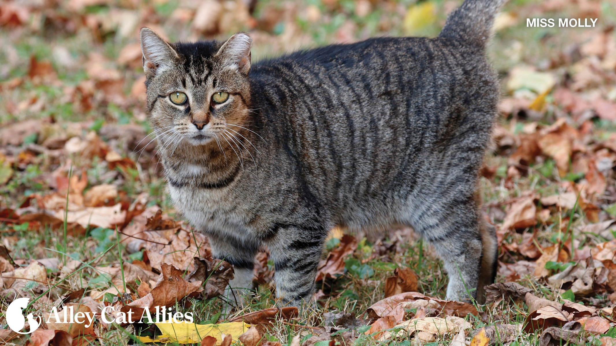 What Is A Tabby Cat Learn The Answer And More On National Tabby Day