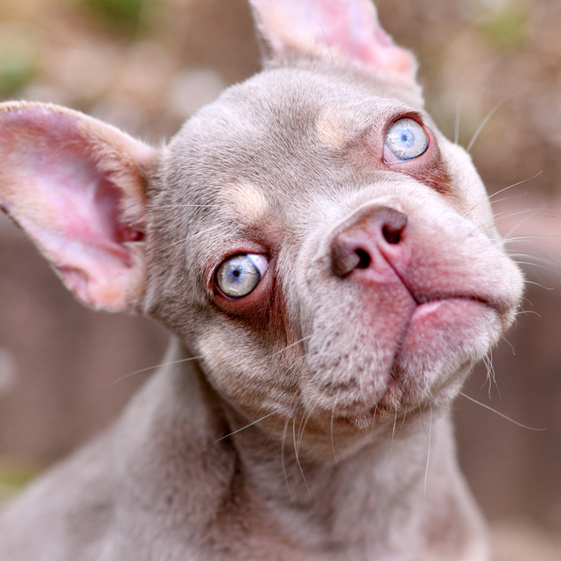 What Is An Isabella French Bulldog 6 Types Of Rare Frenchies