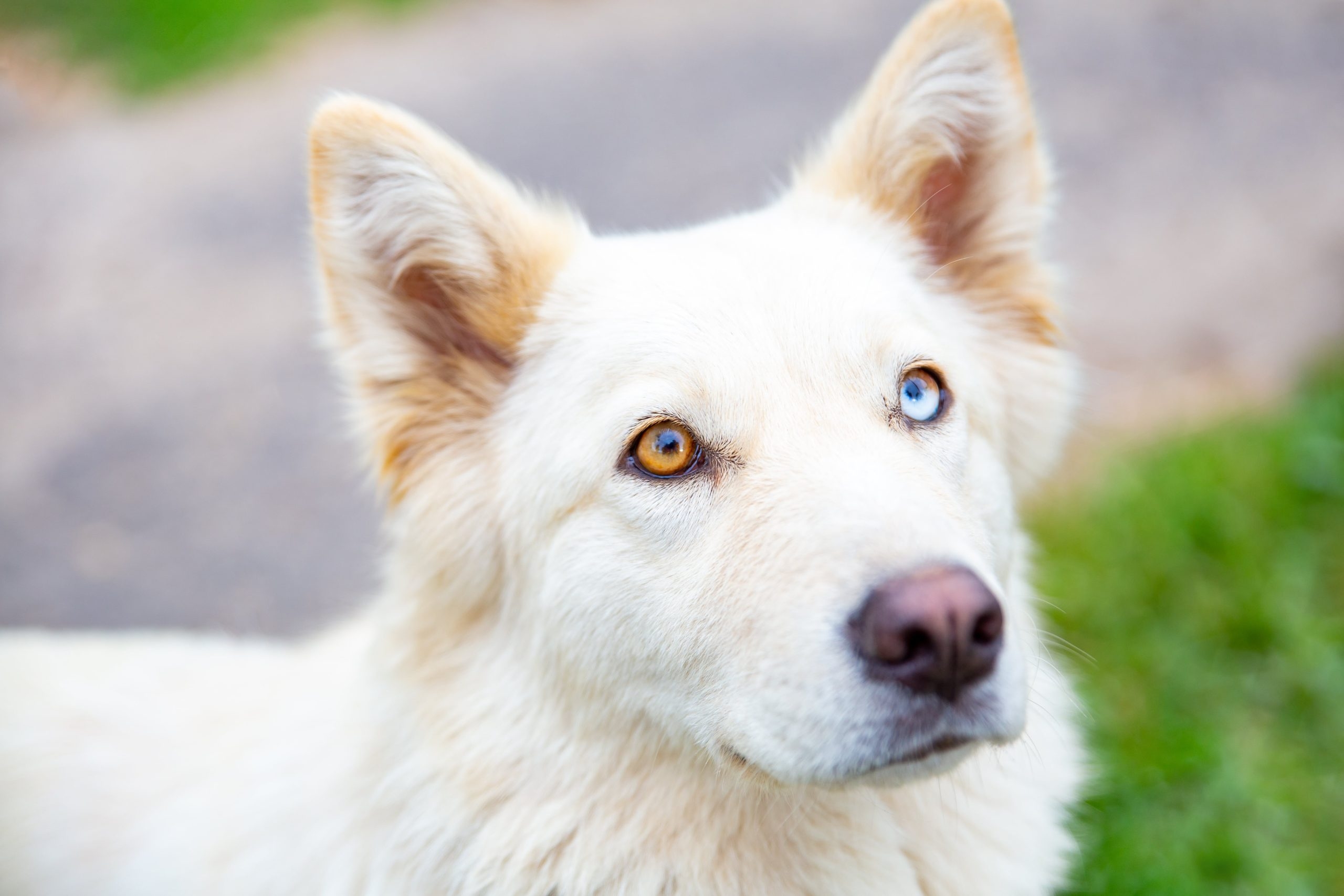 What To Know About Heterochromia In Dogs Greenfield Puppies