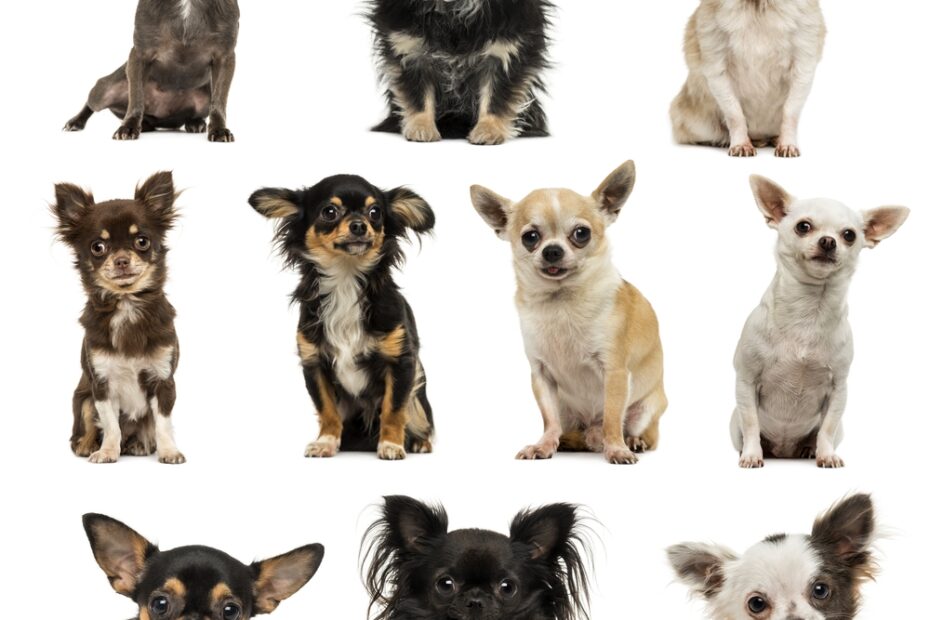 What Your Chihuahua s Coat Color Says About Their Health I Love