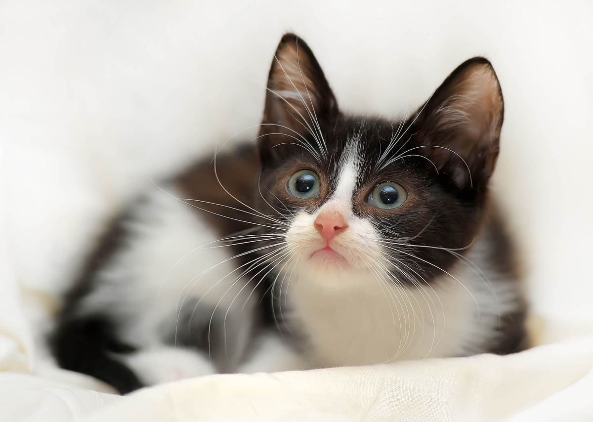 does cats eyes change color
