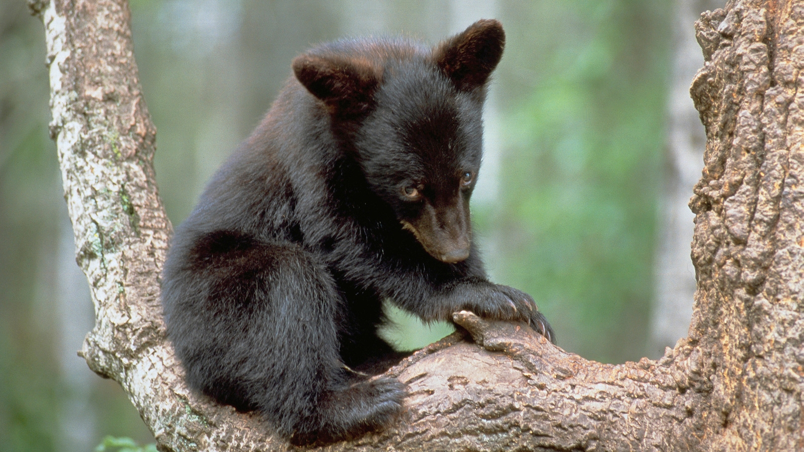 When Is A Black Bear Actually A Blue Bear Cool Green Science