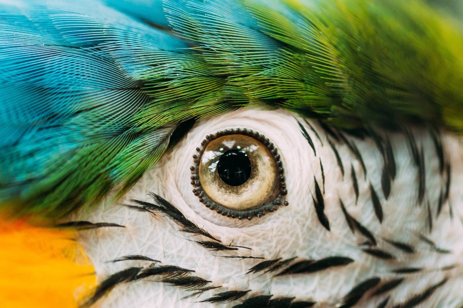 Which Animals See More Colors Than Humans Color Meanings