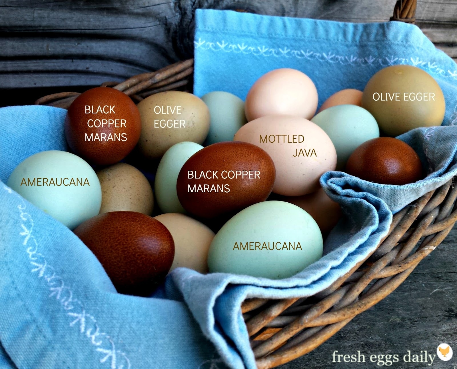 Which Chicken Breeds Lay Colored Eggs Fresh Eggs Daily Lisa Steele