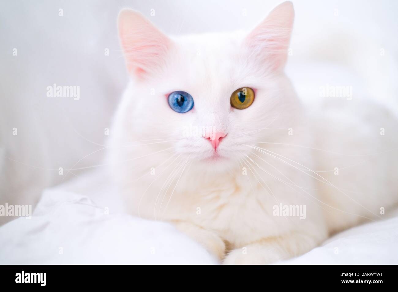 cat with different eye color