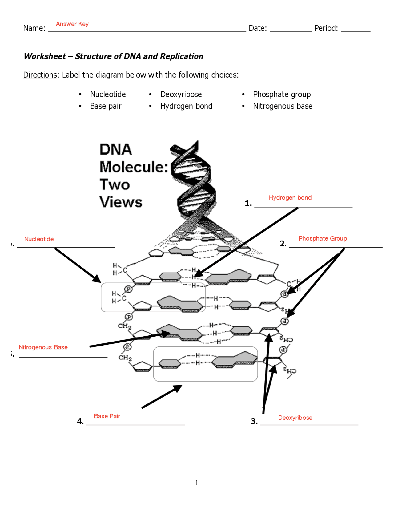 Worksheet dna structure and replication answer key pdf Lecture Notes Genetics Docsity